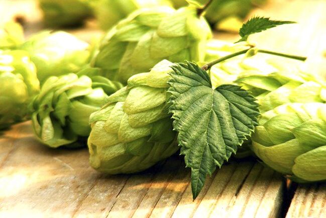 Hop cones to increase breast size